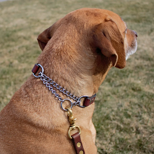 Martingale Dog Collar