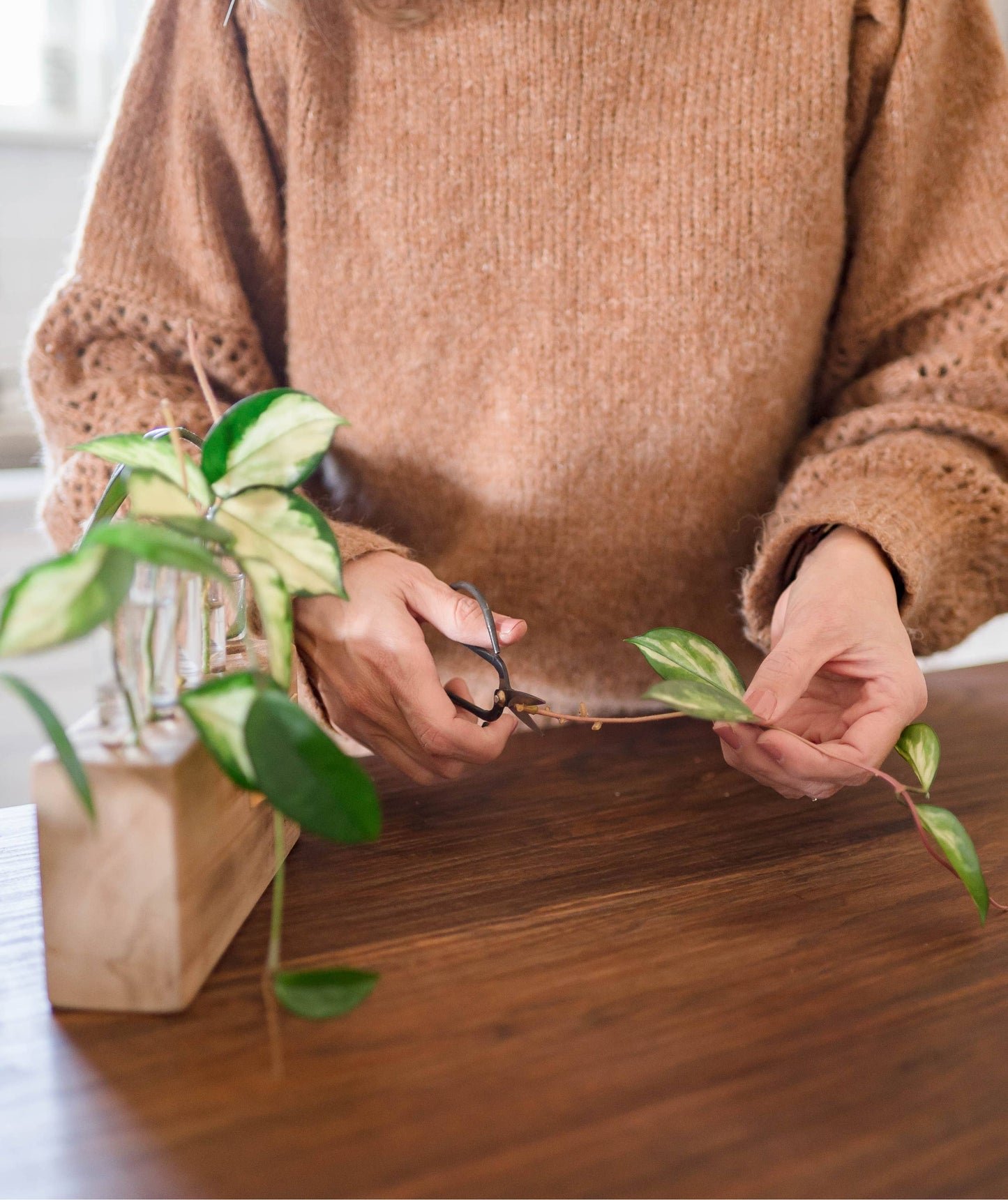 Wood Plant Propagation Stand